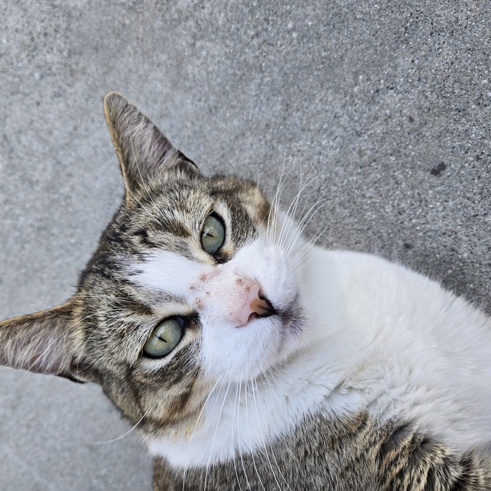 Striking Tabby and White Cat with Expressive Green Eyes